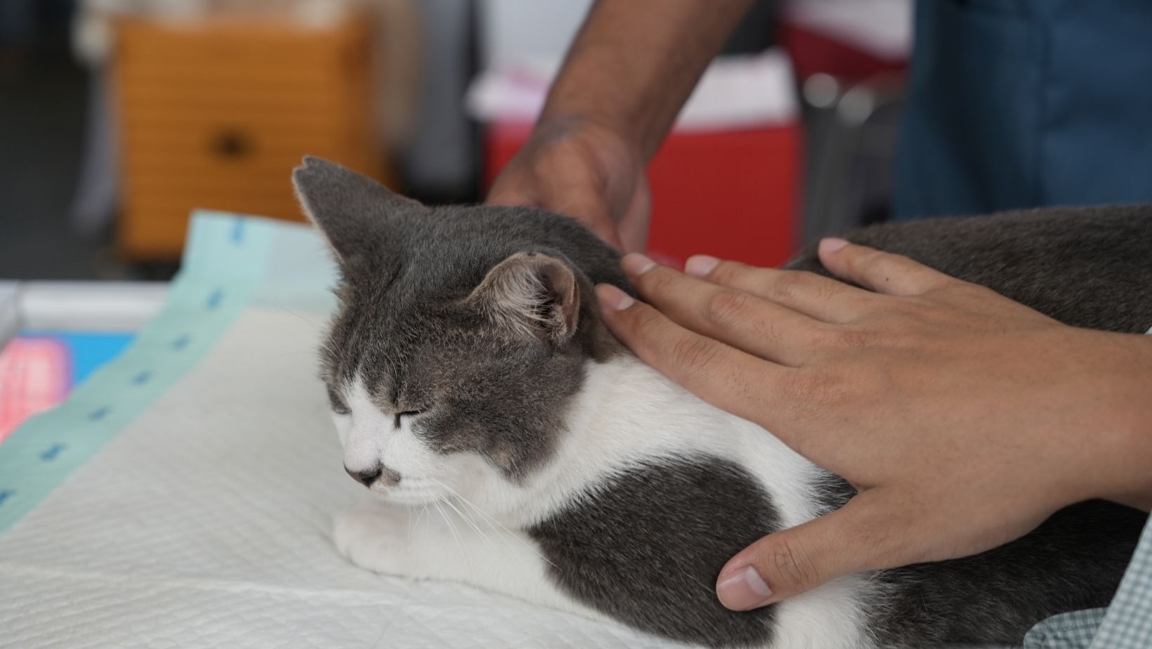 貓咪如果有嚎叫問題,在任何行為調整前都要先確認身體沒事