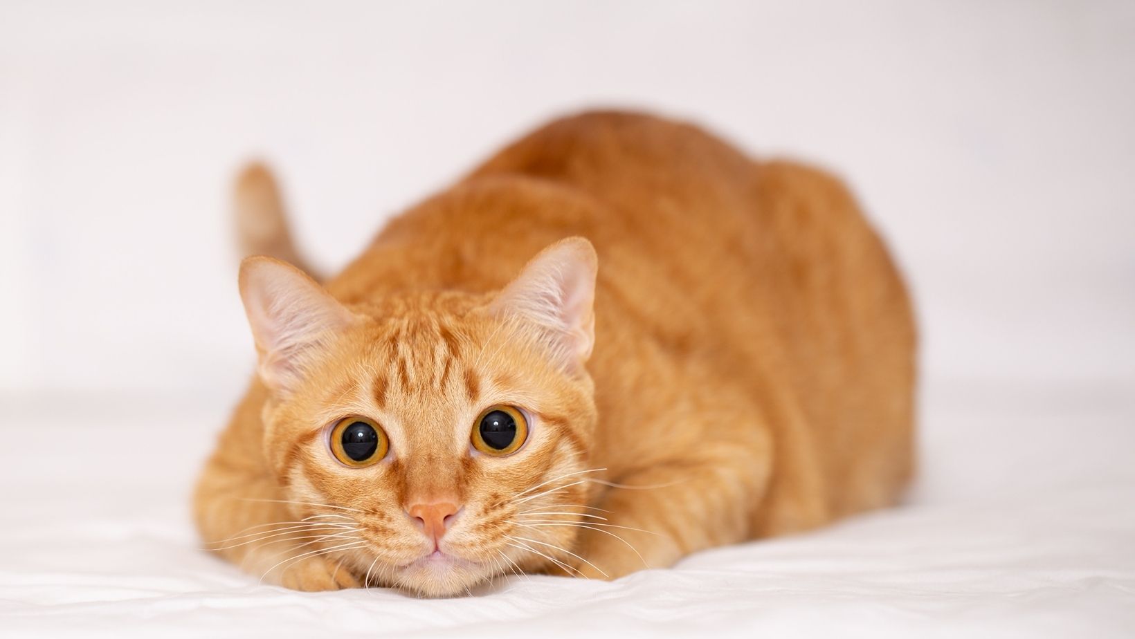 下一篇文章將告訴你降低貓咪嚎叫的幾個方法