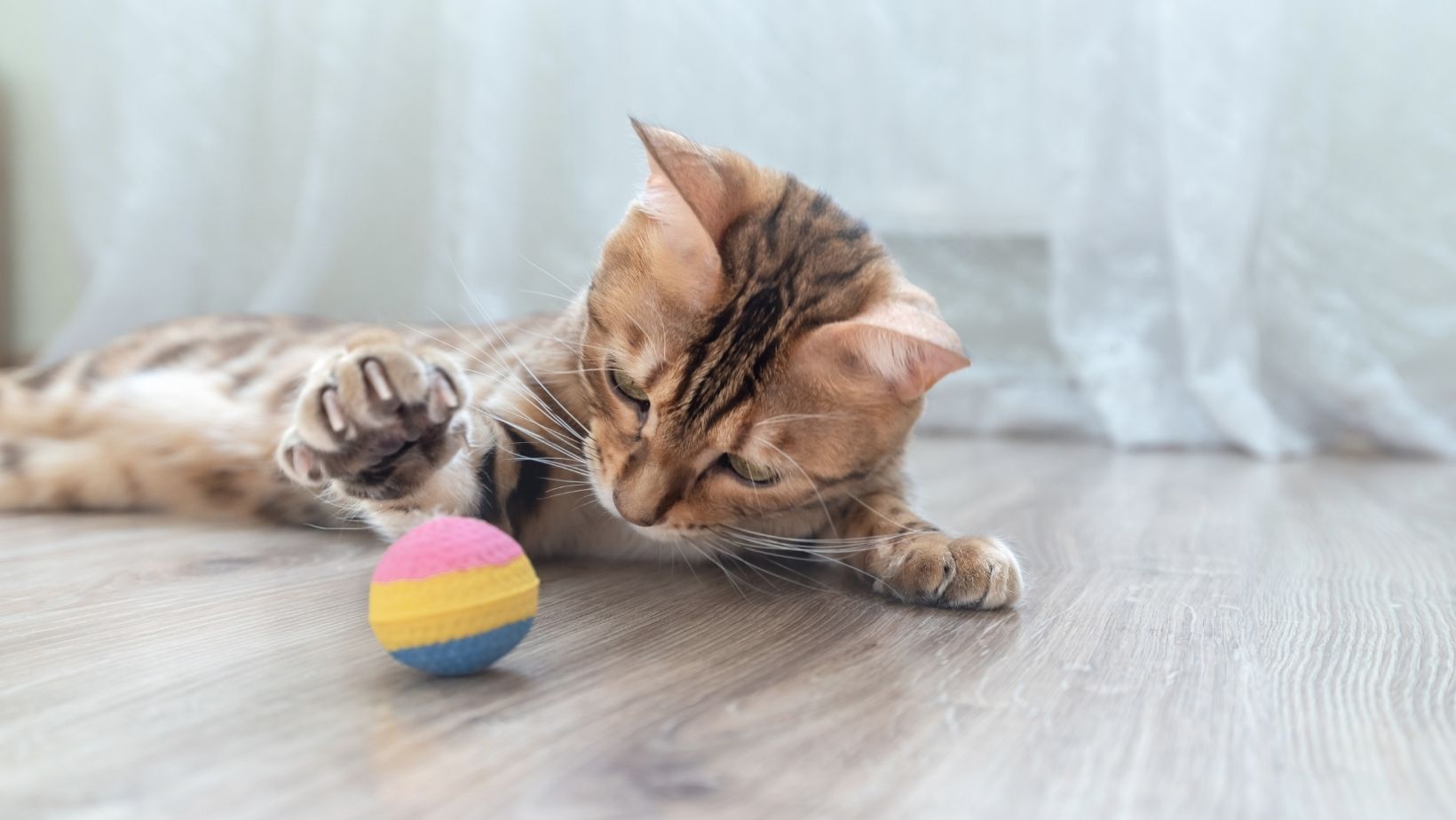 阻止貓咪嚎叫關鍵二:在下一次嚎叫前提前滿足貓咪需求