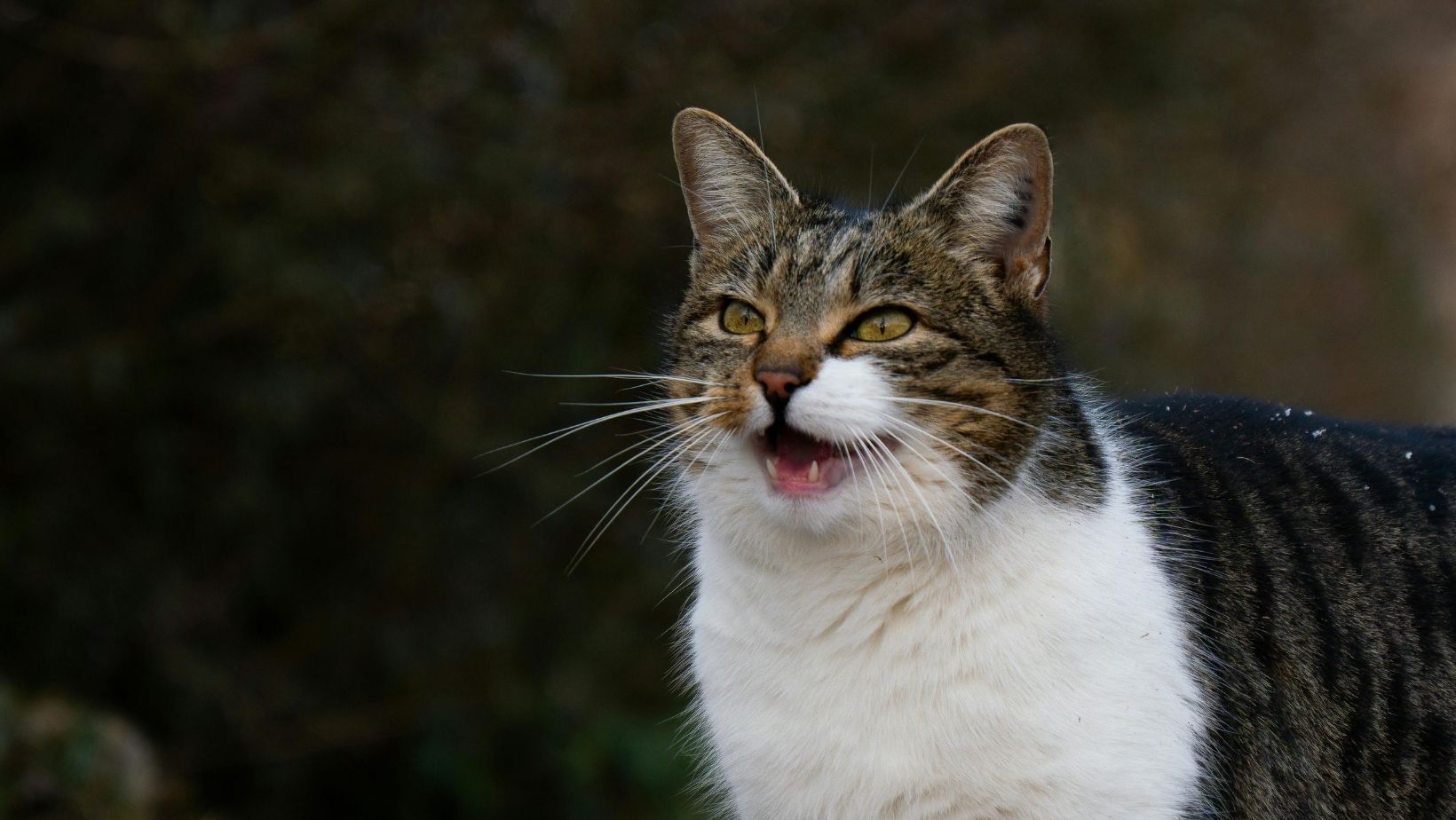 貓咪嚎叫找不到原因?找貓談社,幫助你改善人貓生活