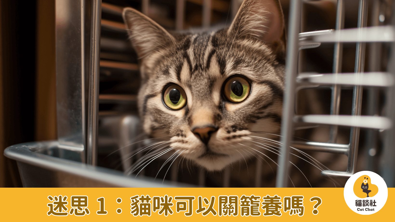 貓咪關籠養
