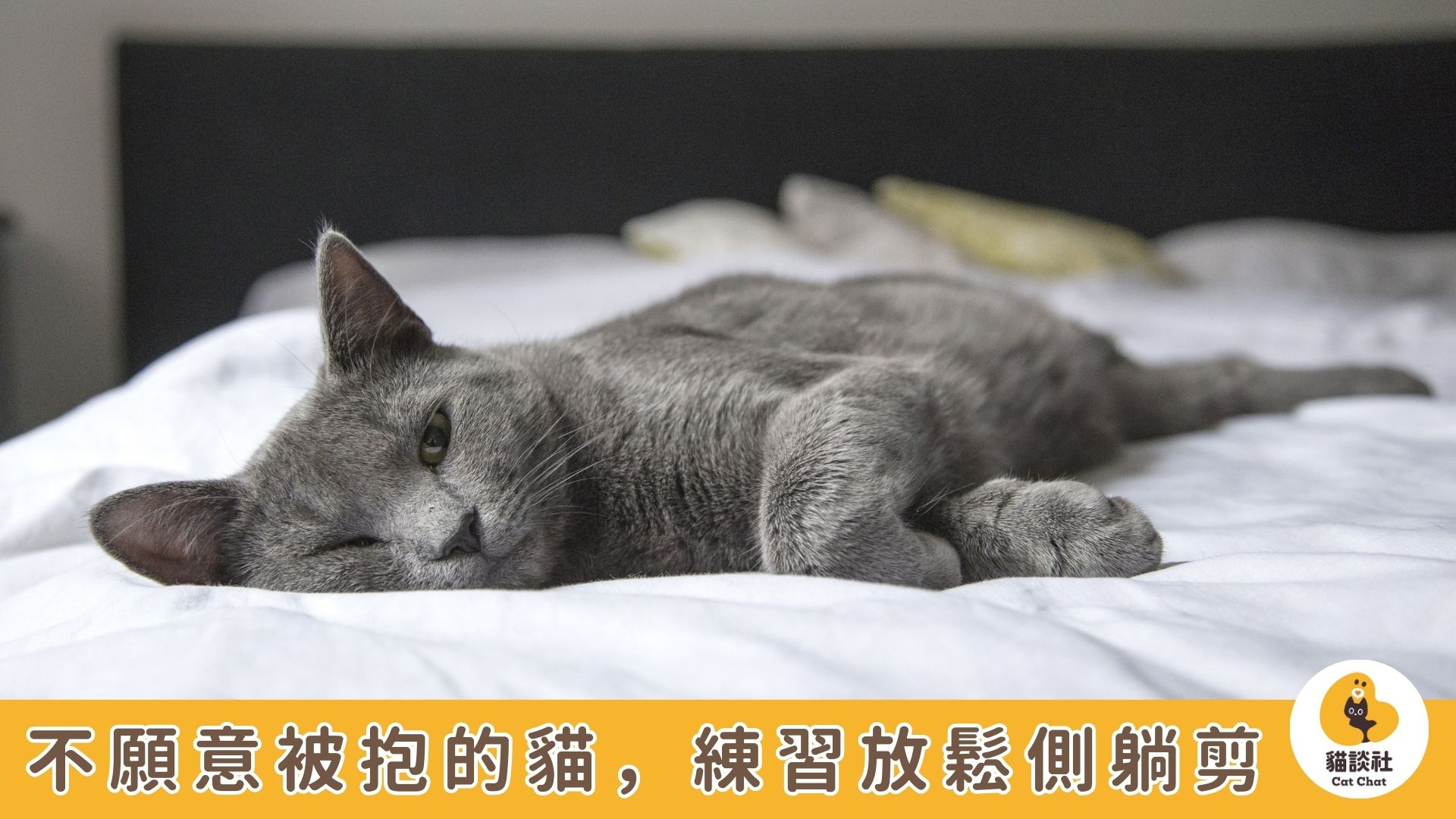 貓咪剪指甲