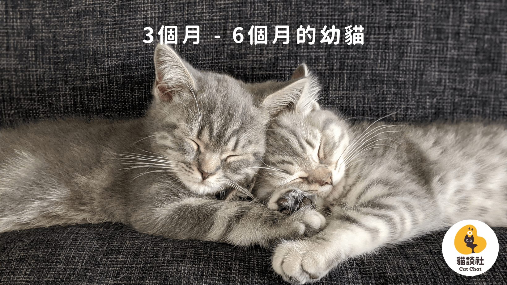 6個月幼貓