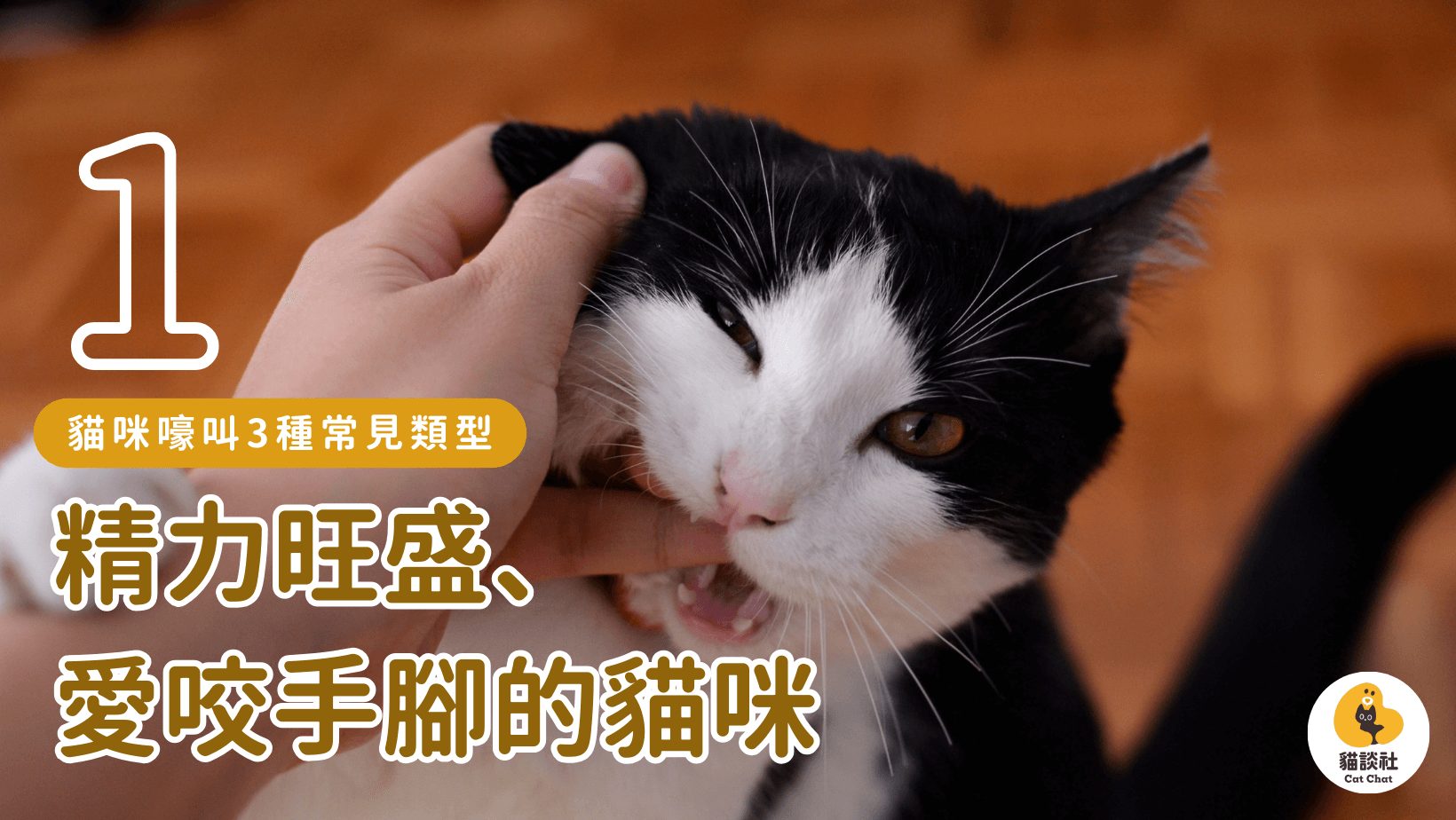 貓一直叫