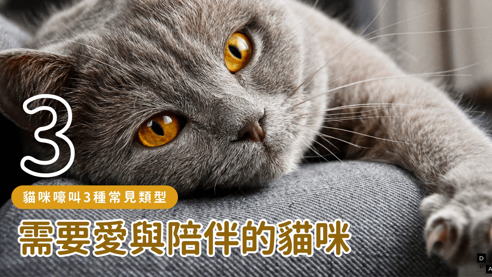 貓一直叫