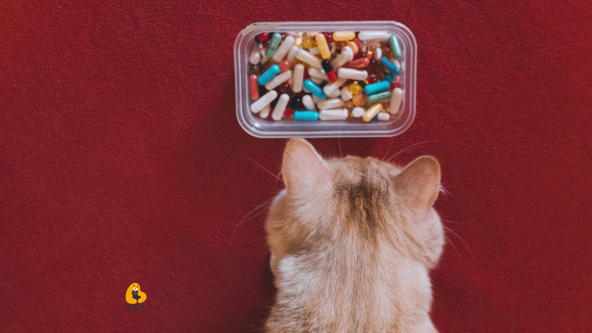貓咪餵藥的四種方法