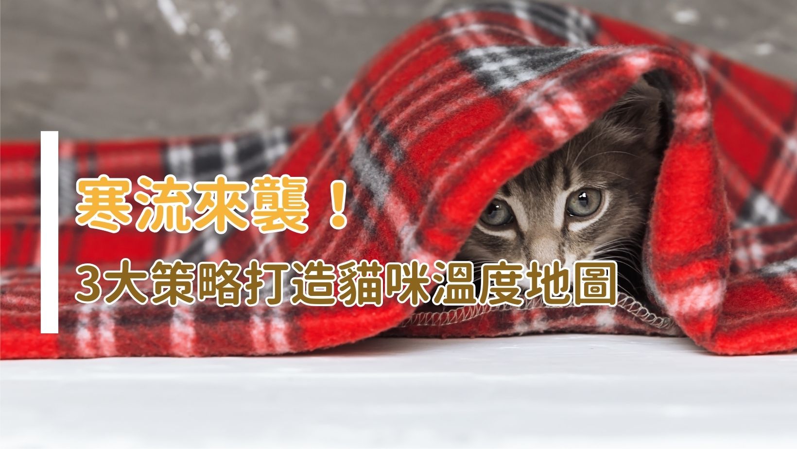 冬天很冷,要怎麼幫貓咪保暖呢?