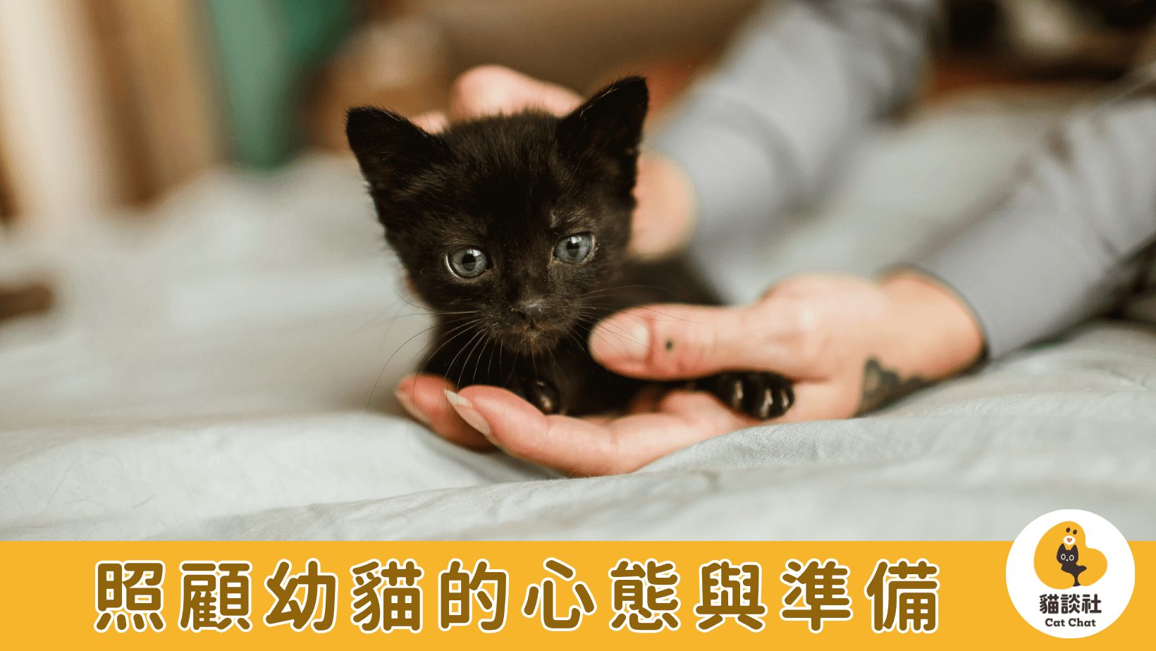 幼貓照顧