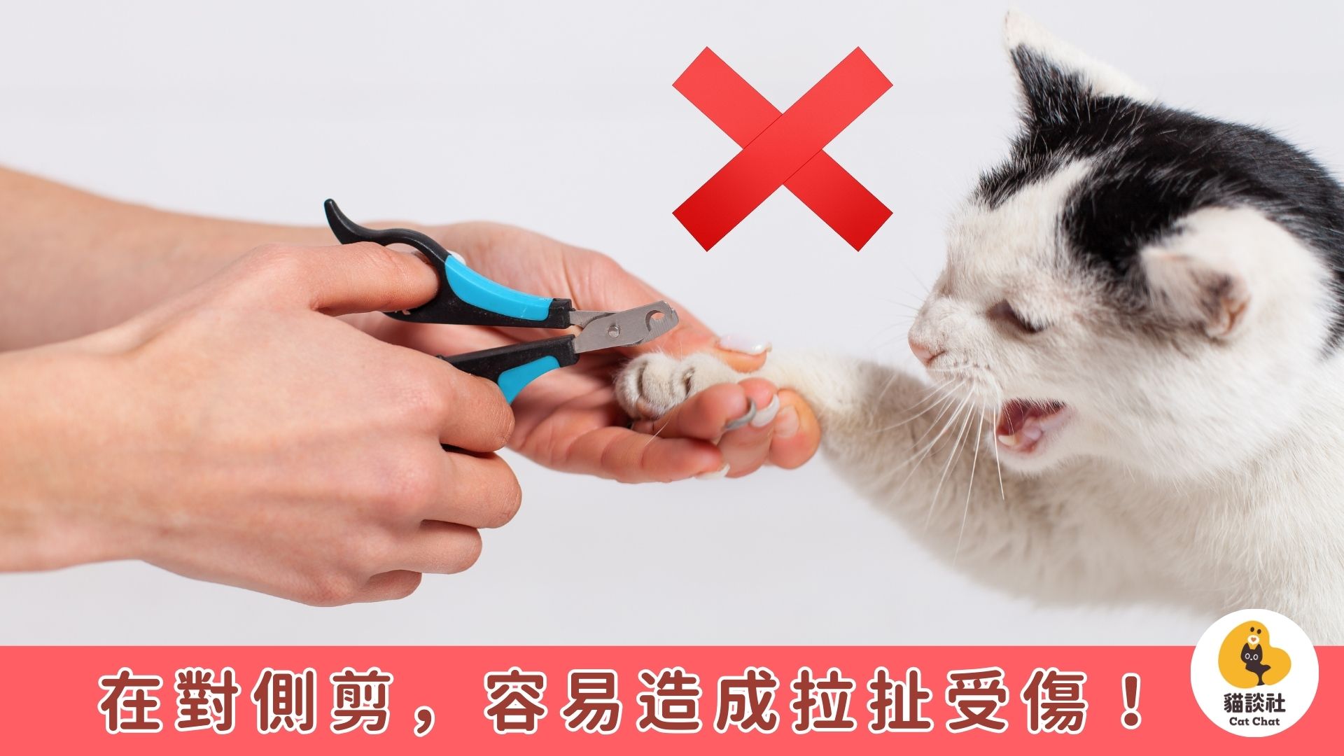 貓咪剪指甲