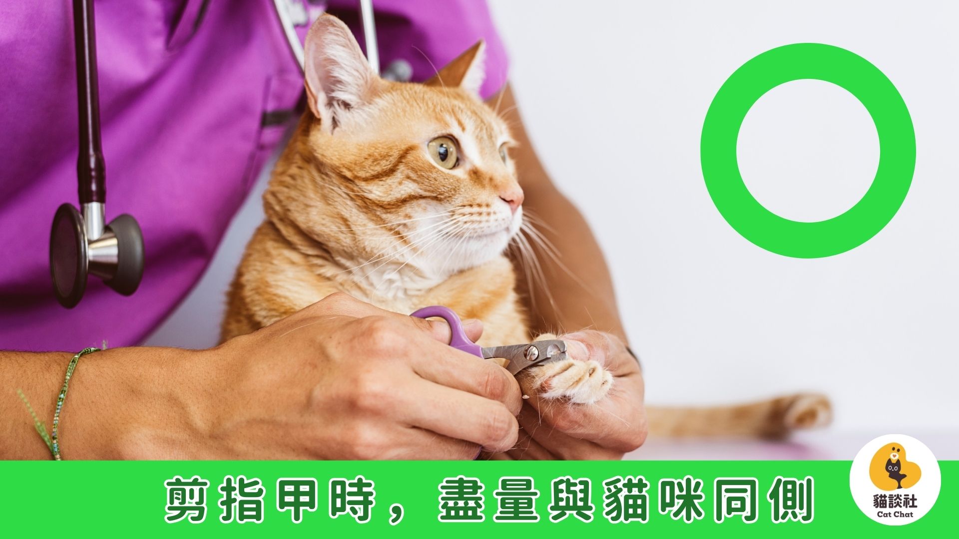 貓咪剪指甲