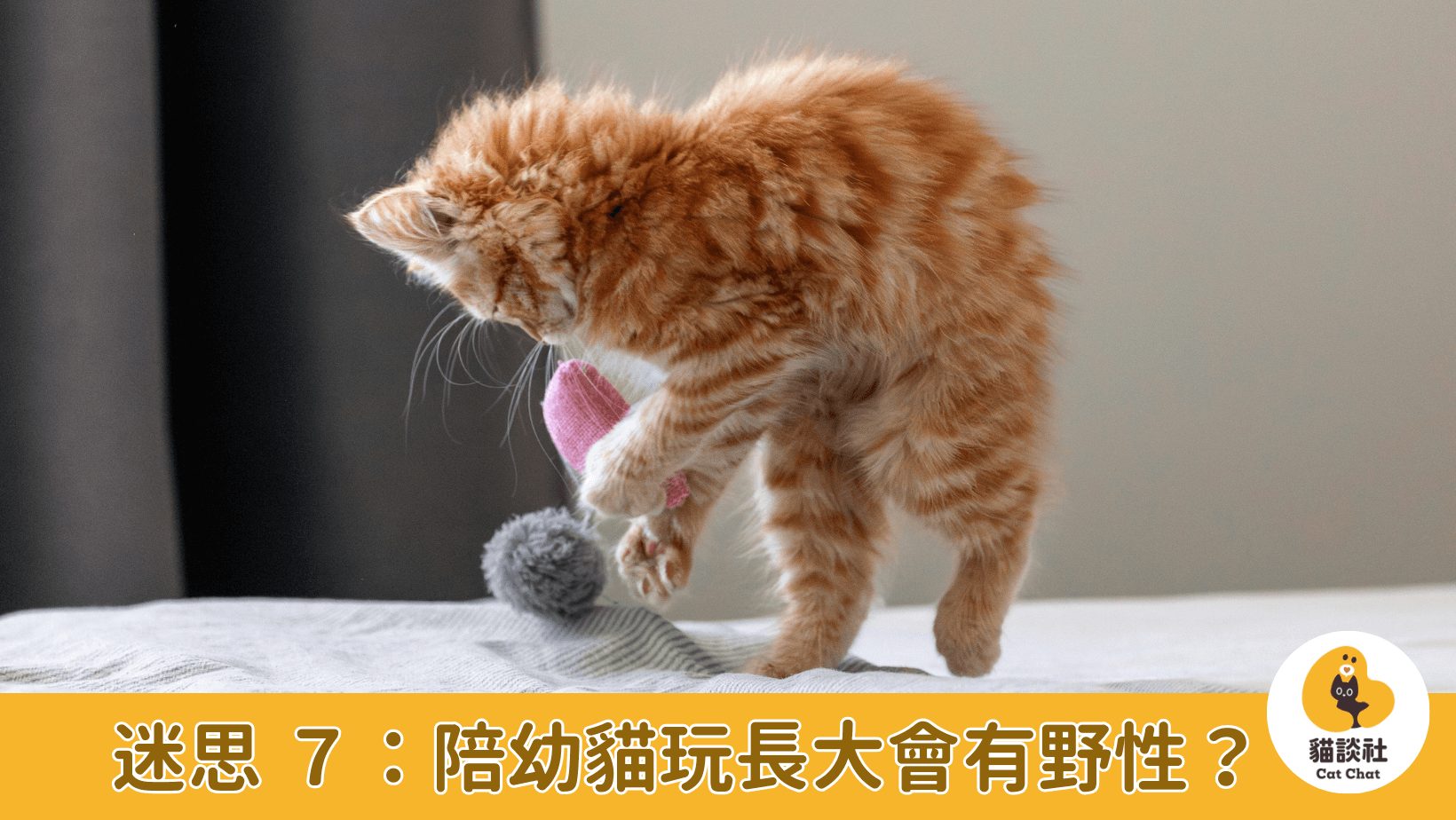 幼貓遊玩