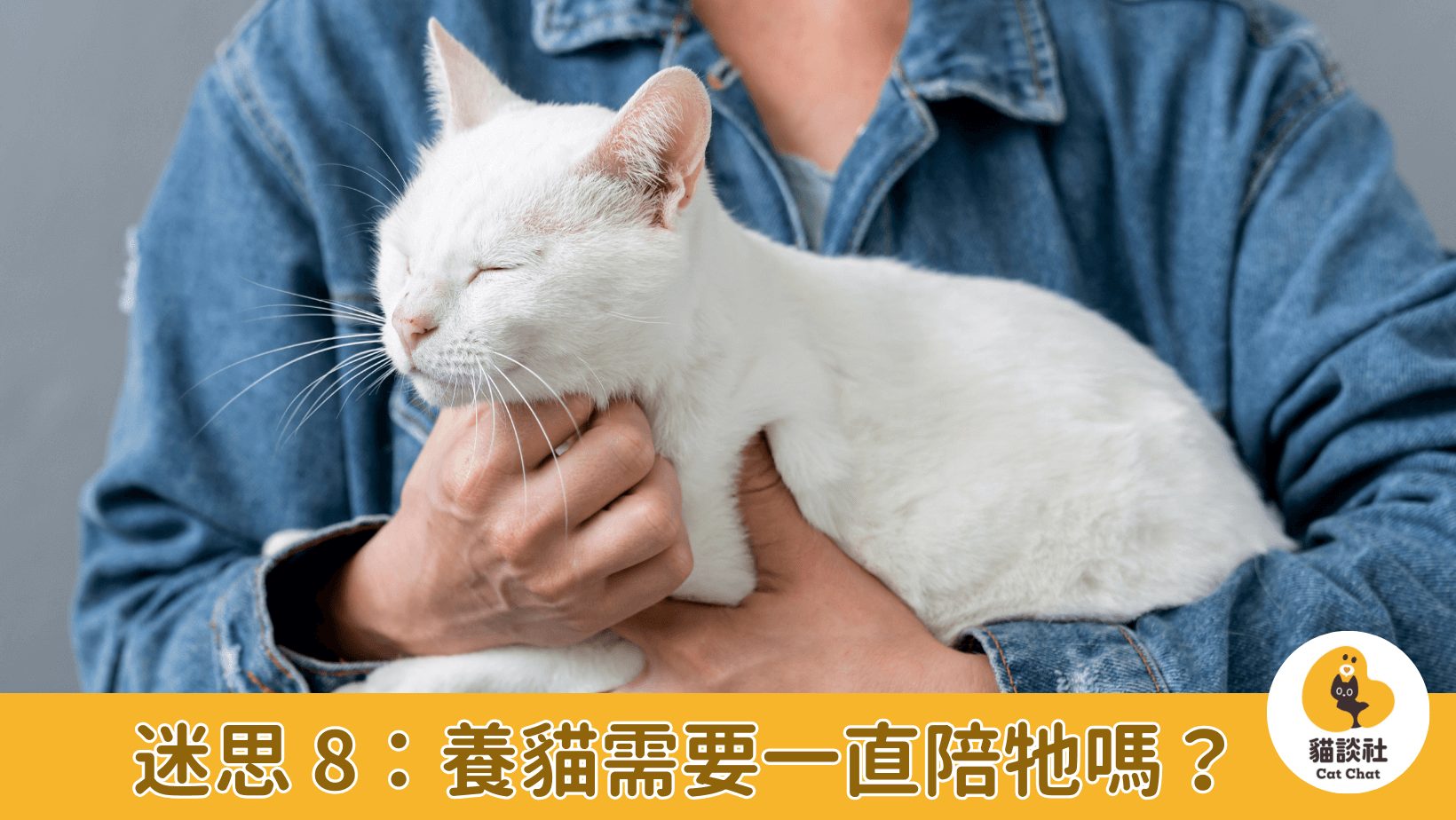貓咪陪伴