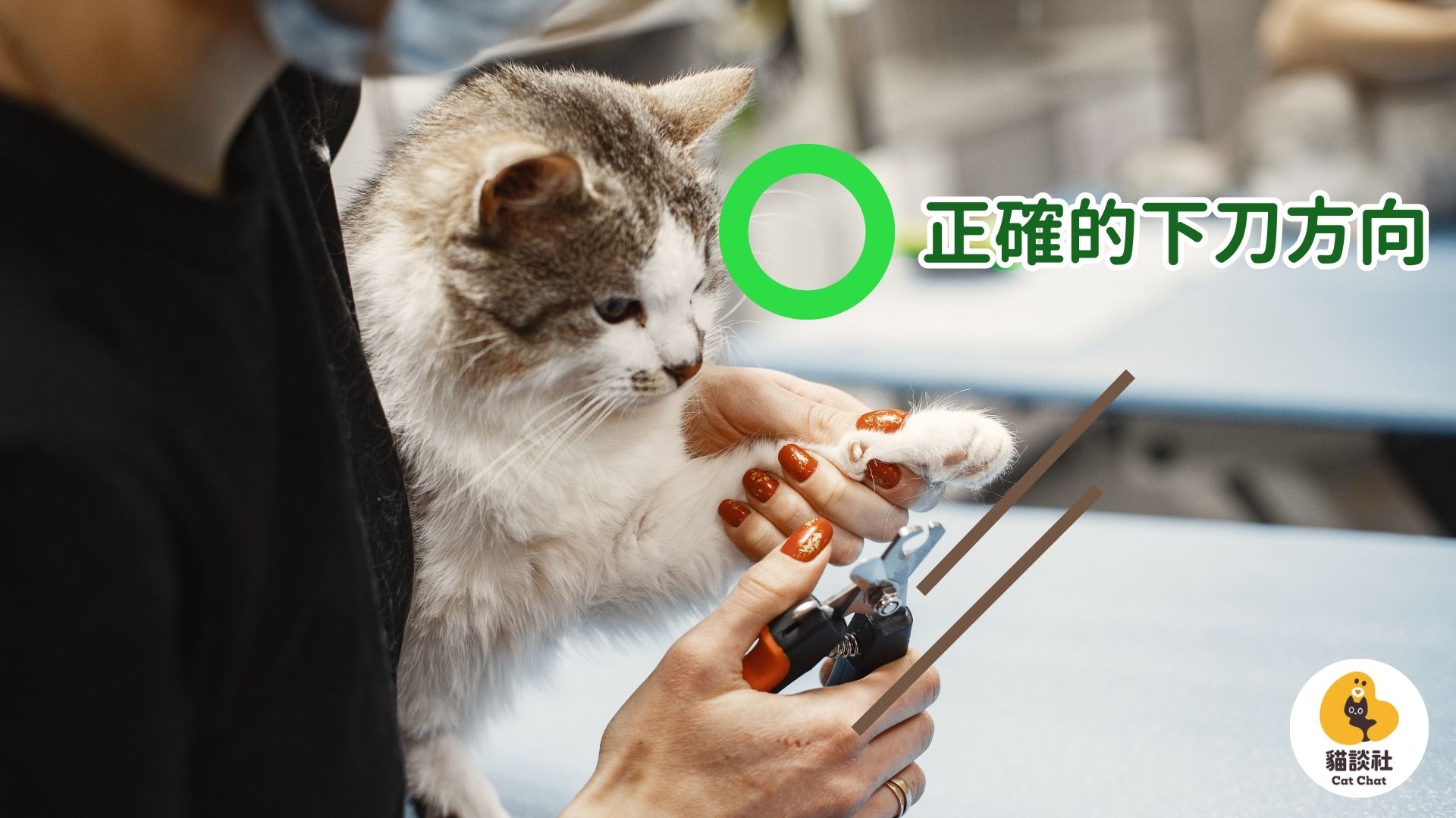 貓咪剪指甲