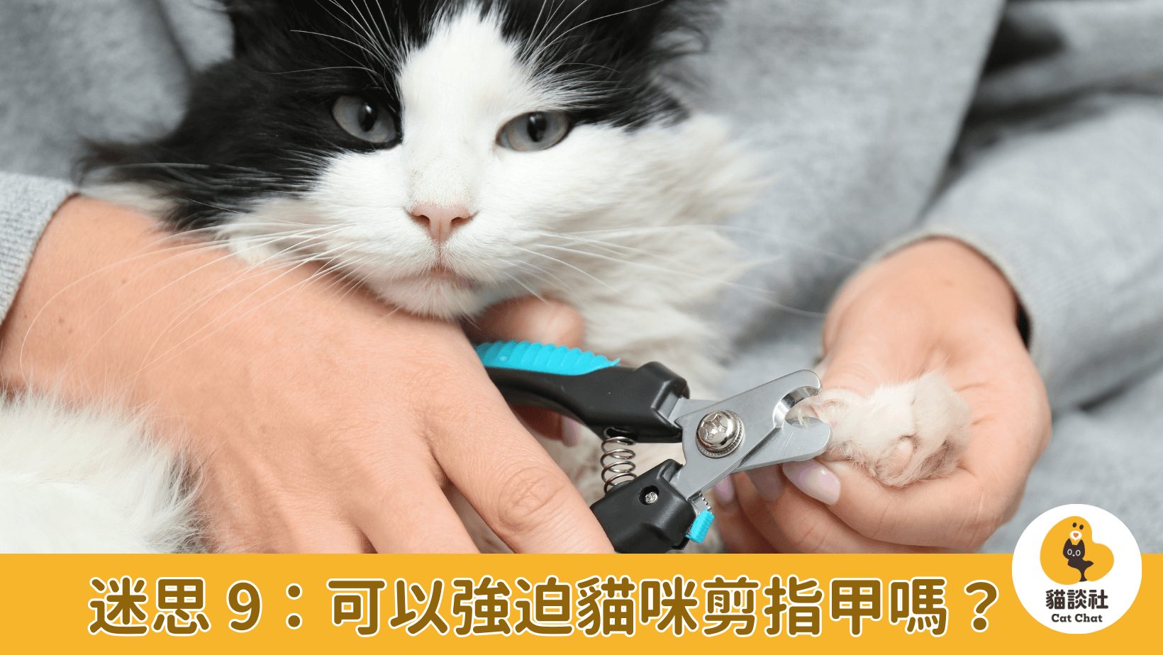 貓咪剪指甲