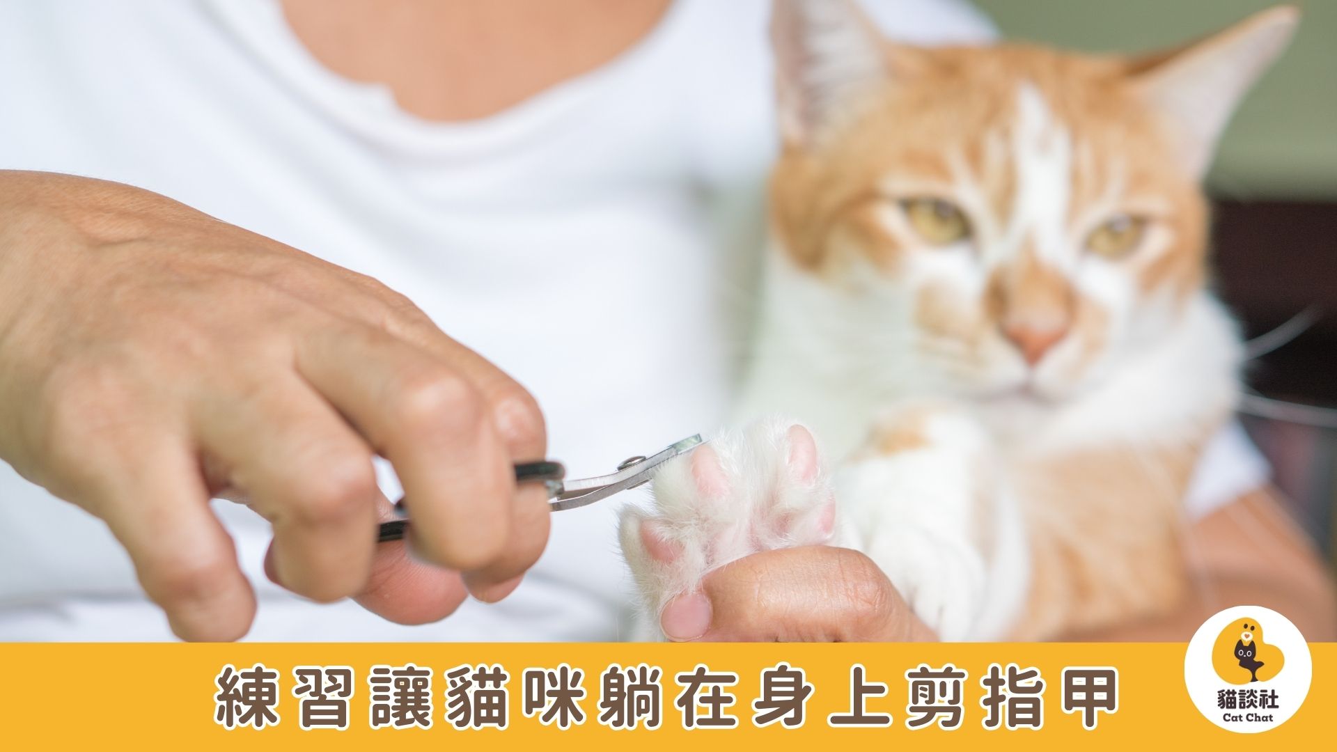 貓咪剪指甲