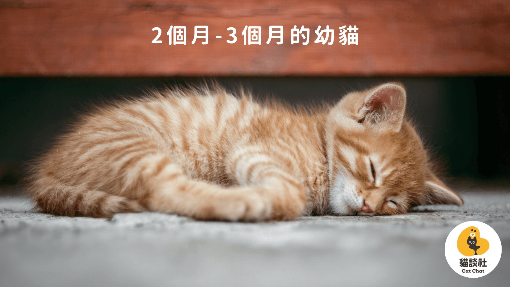 3個月幼貓