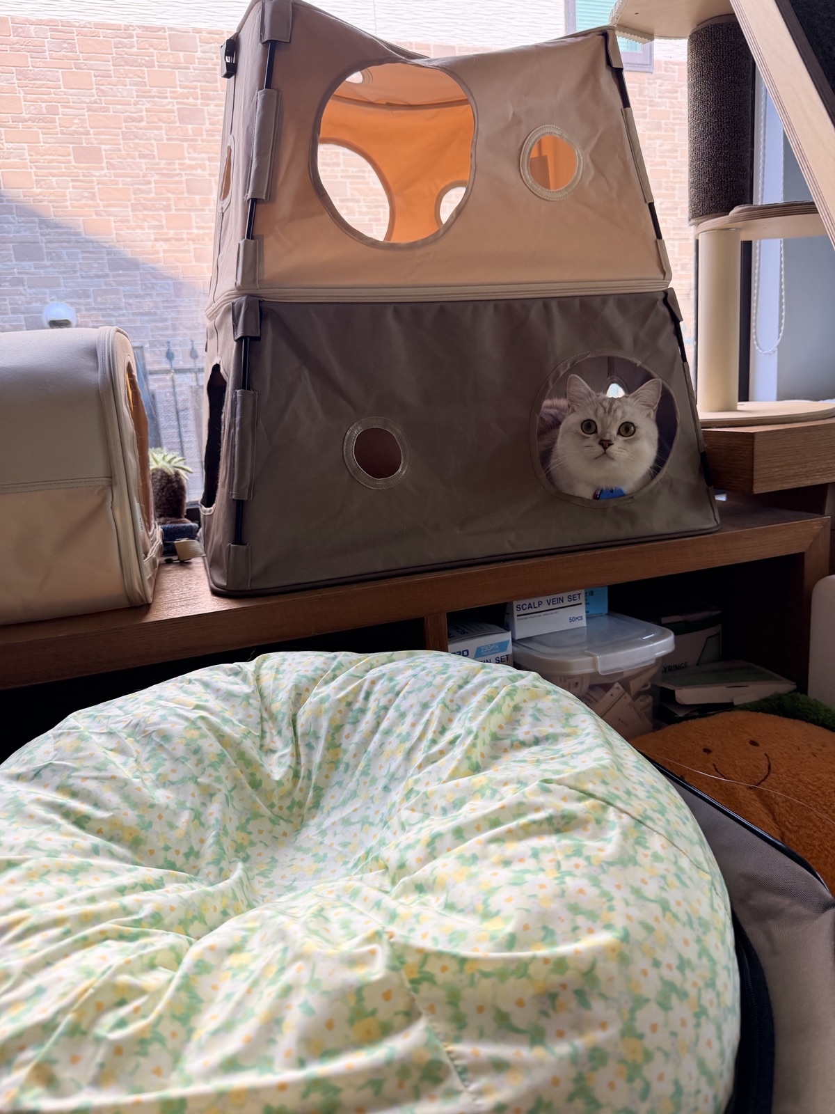 花布睡墊，Mignon 躲在後方的小屋裡