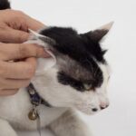 cat ear