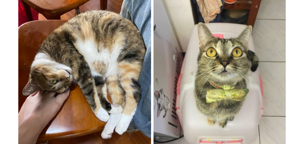 飼主分享：原本天天亂尿的貓不亂尿了- 貓談社- 貓行為諮詢