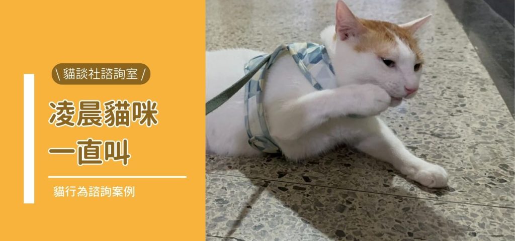 封新手貓咪凌晨一直叫