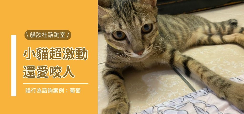 封葡萄 小貓超激動愛咬人