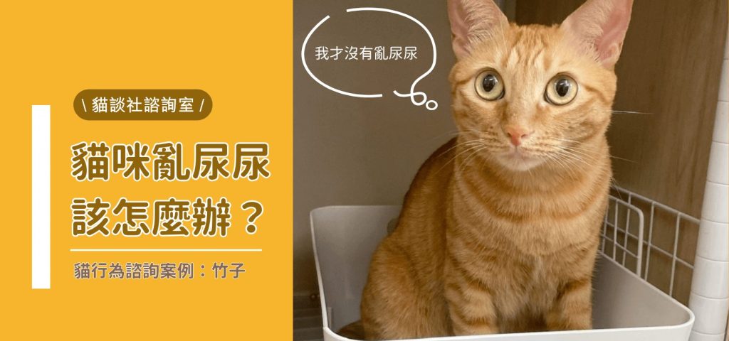 貓咪亂尿尿