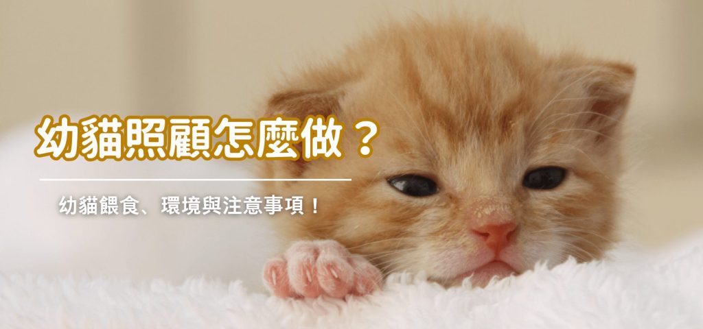 幼貓照顧