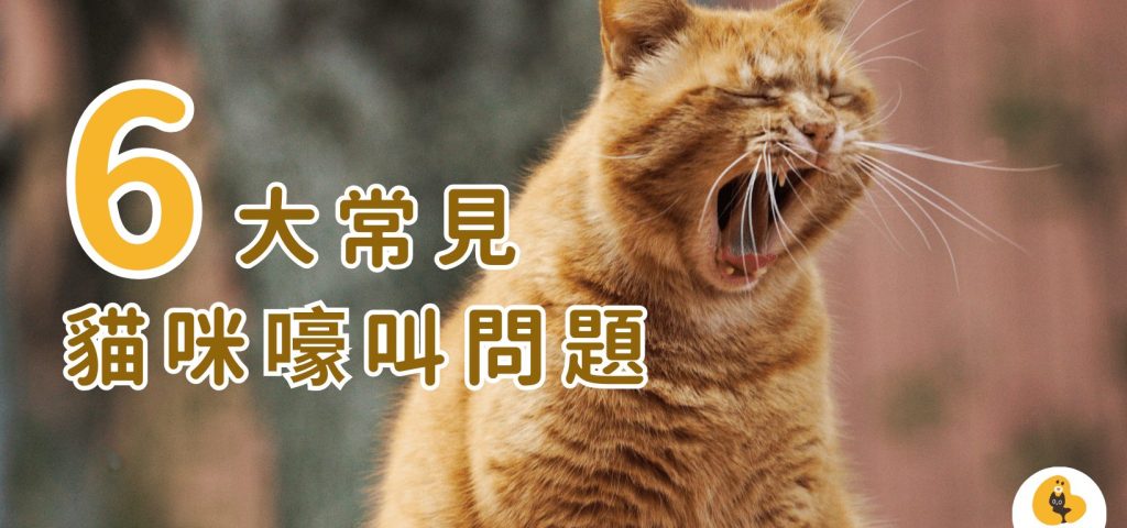 貓咪嚎叫