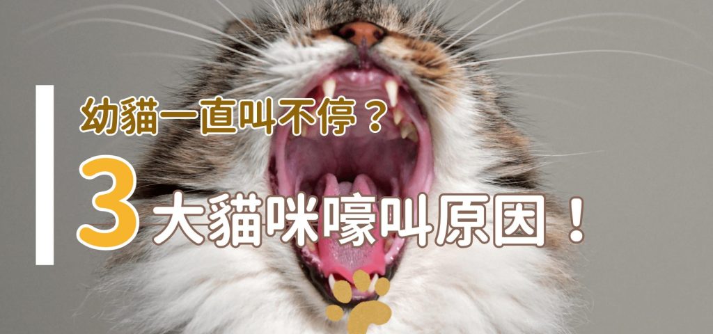 貓一直叫