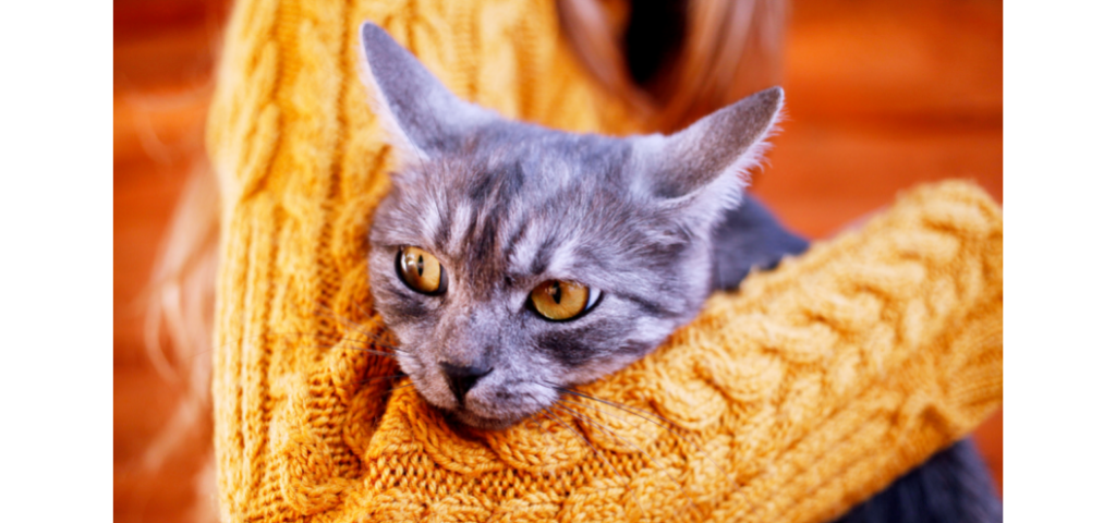 人貓共感：飼主因疫情嚴峻而焦慮時，貓咪可能會受到影響