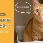 網頁竹子