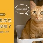 貓咪亂尿尿