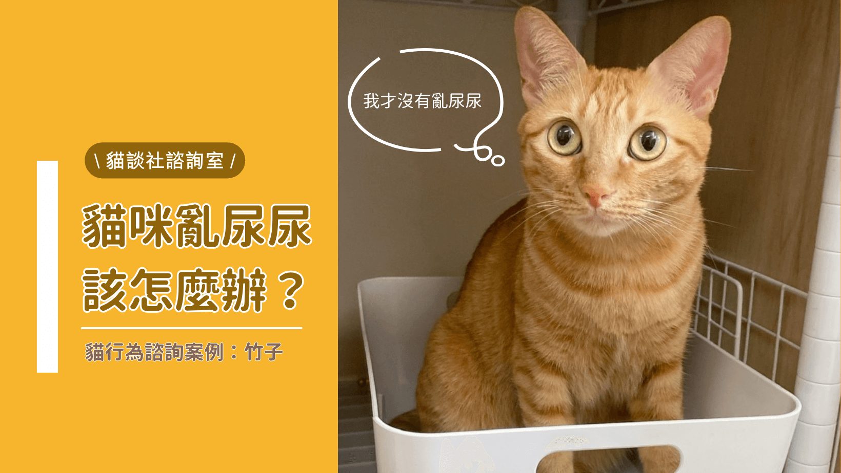 貓咪亂尿尿