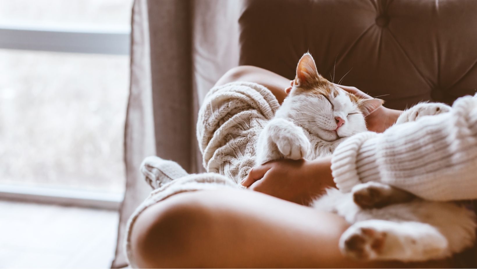 貓咪在人類旁邊取暖