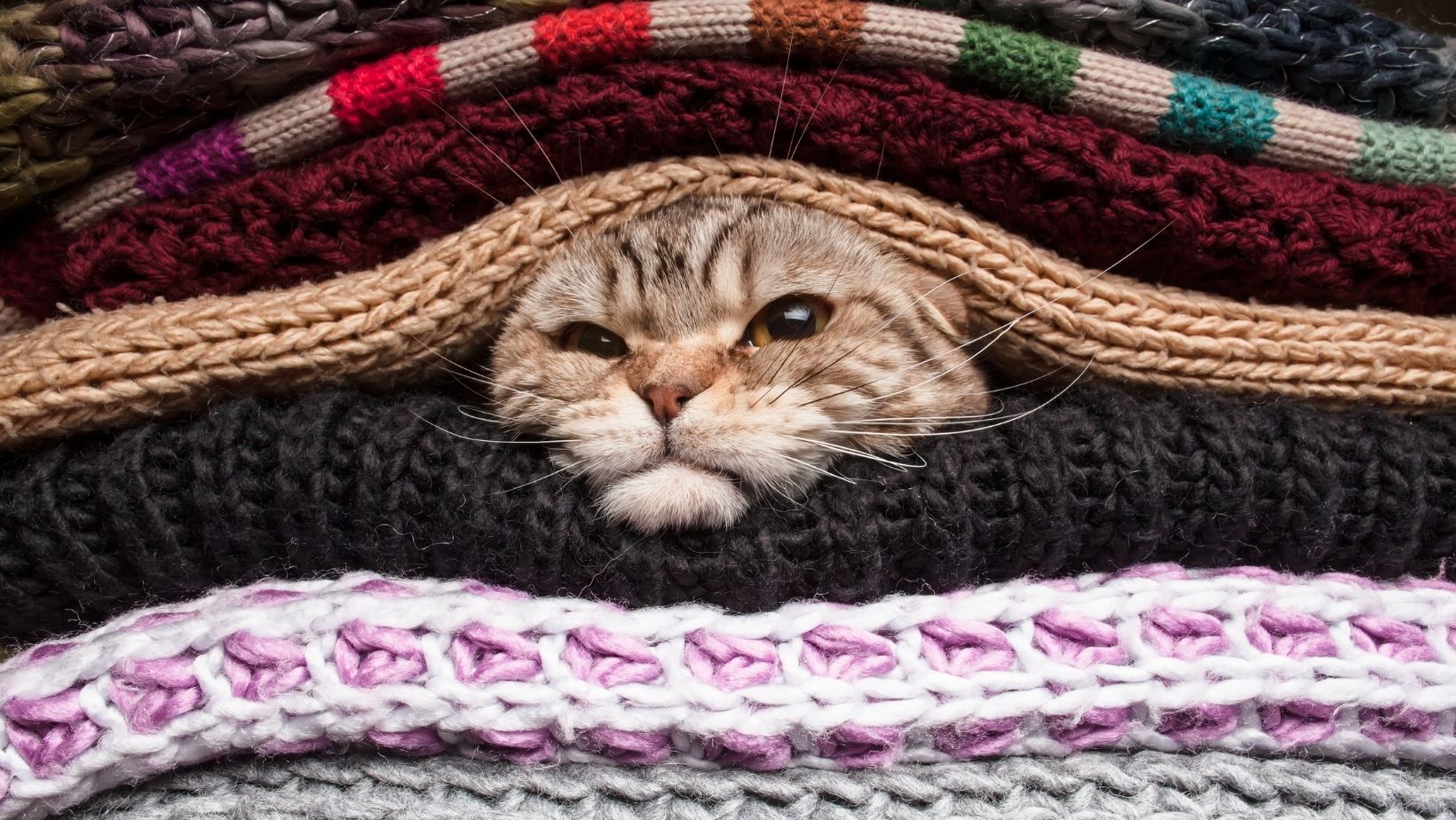 貓咪縮在很多毛毯裡面取暖