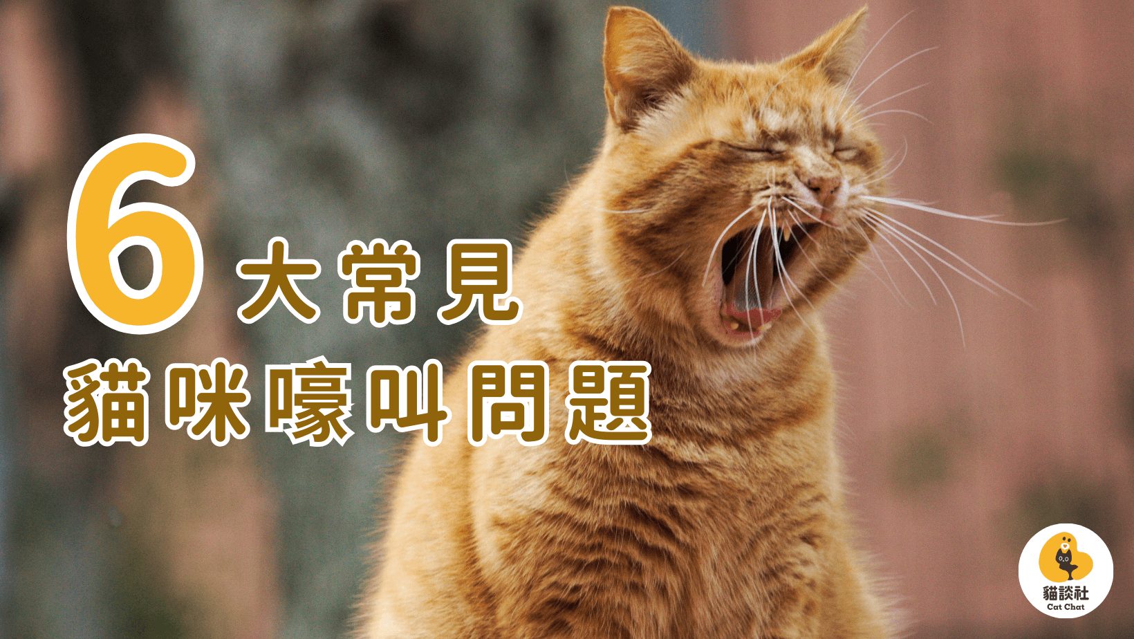 貓咪嚎叫