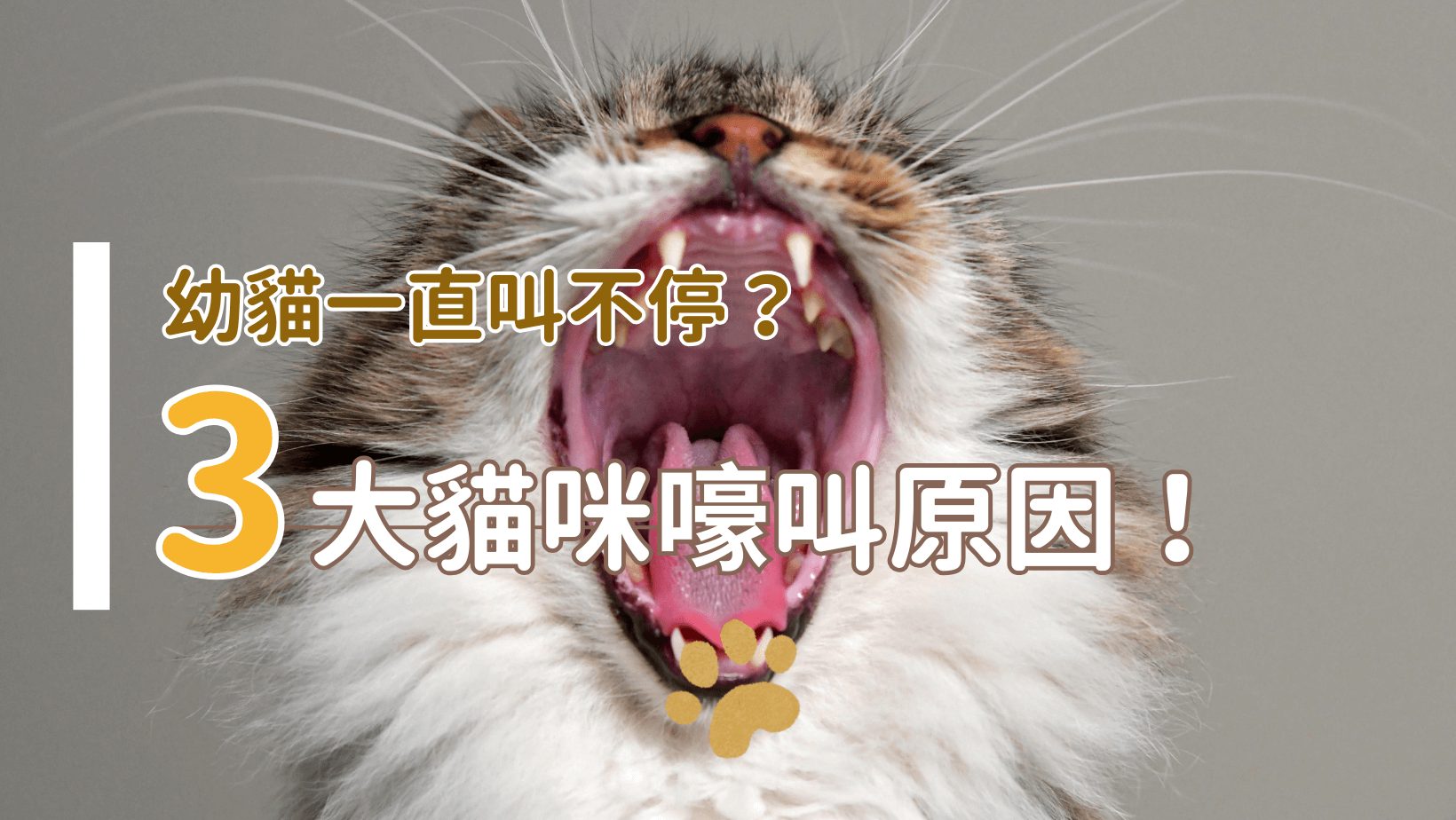 貓一直叫