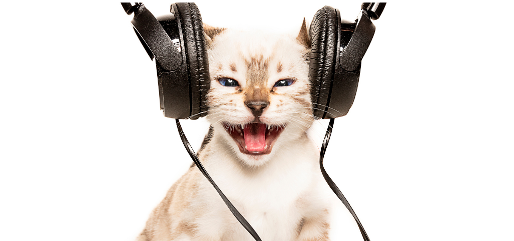 感官與食物類的環境豐富化：貓電視 cat tv、貓音樂 cat music、人類食物