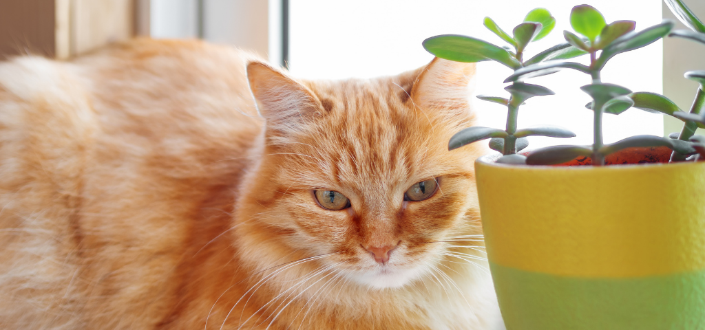 貓咪如果是一種植物，就是天天澆水會死的那一種 - 淺談貓咪照顧