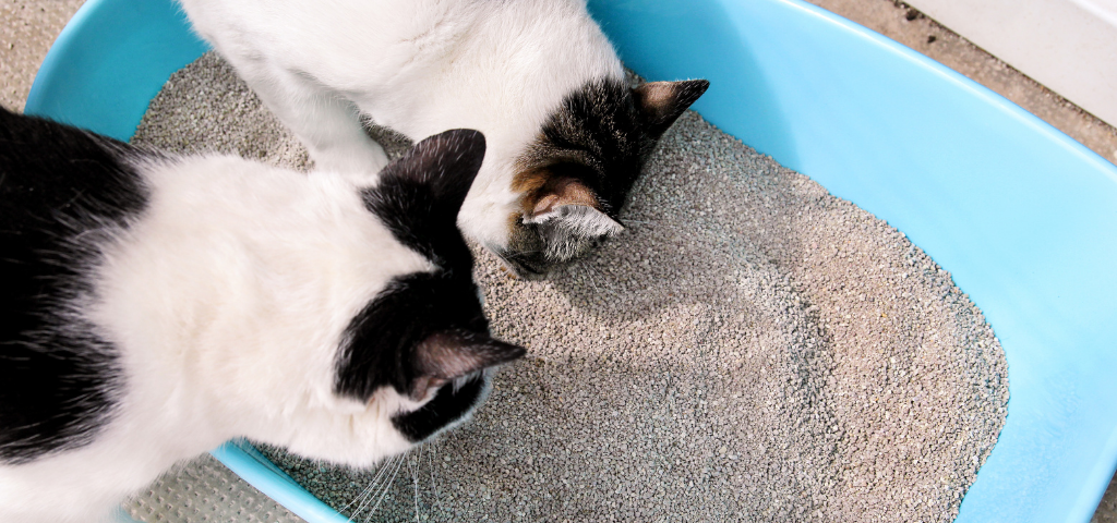 貓砂盆與貓砂相關的常見疑問