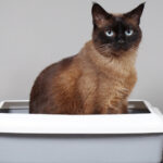 貓砂/砂盆相關的亂尿 & 適當的貓砂/砂盆設置